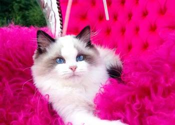 Ragdoll Kocurek Seal Bicolor FIFE FPL