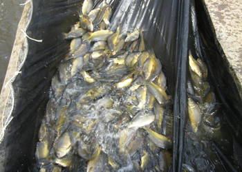 Karp handlowy sprzedam