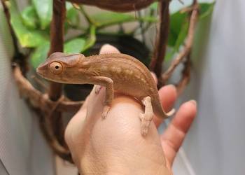 Kameleon lamparci młode samiczki