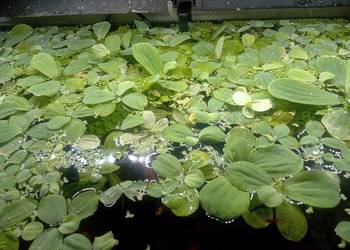 Rośliny akwariowe pływające i ślimaki po złotówce za sztukę