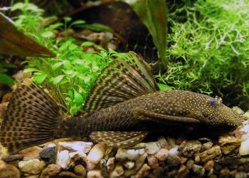 Glonojad - Zbrojnik niebieski - Ancistrus dolichopterus