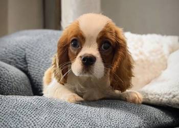 Piesek Cavalier King Charles Spaniel BLENHEIM
