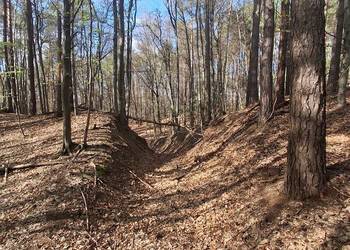 Lipnica Dolna urokliwy las