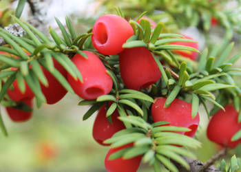 CIS POSPOLITY Taxus baccata - NASIONA 140 sztuk - 10g. CIS POSPOLITY Taxus baccata - NASIONA 140 sztuk - 10g.