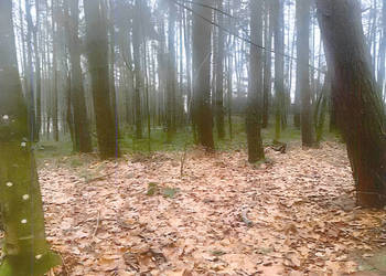 Syndyk sprzeda Nieruchomość w Pobłociu