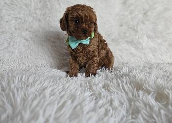 Pudel toy  Genetyka.