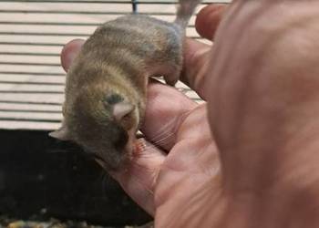 Popielica Afrykanska