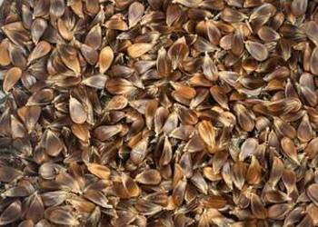 Sprzedam nasiona buka 6 € kg