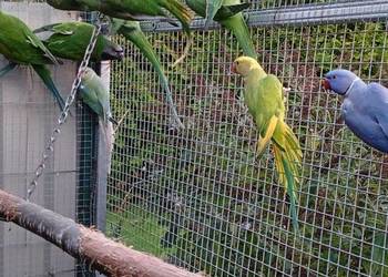 Aleksandretta Wieki i Chińska Aleksandretta Wieki i Chińska