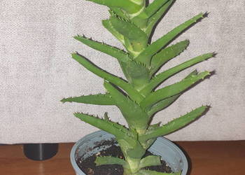 Aloes, zielony, roślina rosnąca, wysokość 33cm