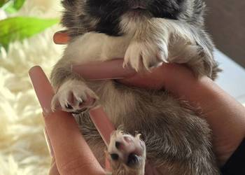 Chihuahua Sobolowy Mini  Xxs ***