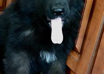 Owczarek niemiecki długowłosy potężne szczeniaki pieski i suczki