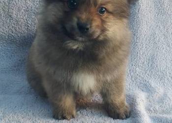 Szpic miniaturowy szczeniaki !