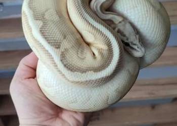 Ret Stripe Pastel YB Lesser Het clown