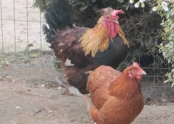 Sprzedam koguty ozdobne