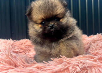 Szpic Miniaturowy, Pomeranian
