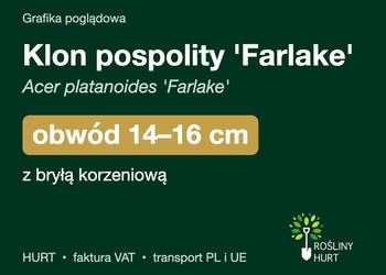 Klon pospolity 'Farlake' obwód 14-16 cm, z bryłą – HURT
