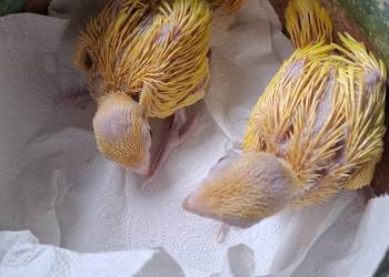 aleksandretty obrożne młode ręcznie karmione