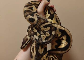 Samiec leopard pastel het clown python królewski