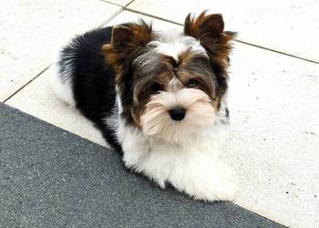 Malutki piesek 100% Biewer Yorkshire Terrier Do odbioru