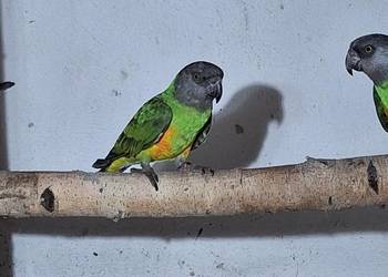 Sprzedam senegalkę afrykańska