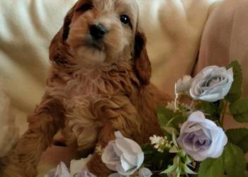 Cockapoo F1 pieski Spaniel & Pudel