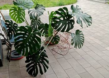 Monstera