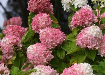 Hortensja bukietowa Summer Love 2L