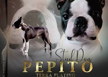 Reproduktor Boston Terrier Champion PL ZkwP FCI