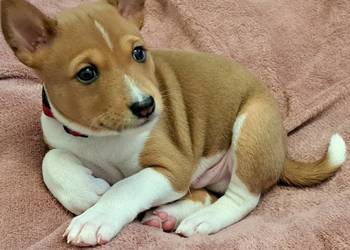 Basenji szczenię
