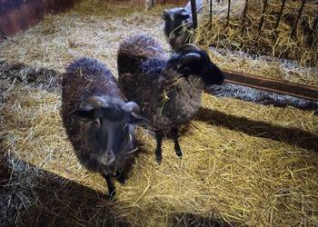 Sprzedam baranki wrzosówki