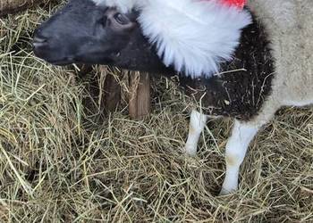 Baranki DORPER. Owce, baranek kastraty.