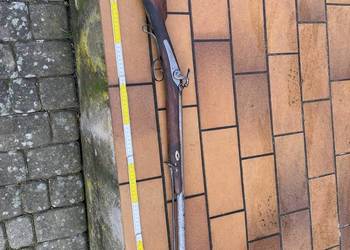 Ptaszniczka belgijska kapiszonowa