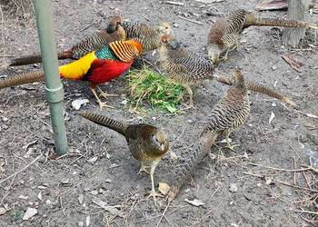 Jaja lęgowe - bażant złoty