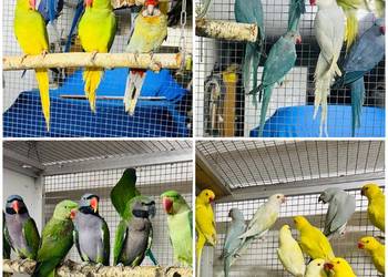 !!! Papuga Papugi Aleksandretty Aleksandretta Obroźna Chińska Wielka !!!