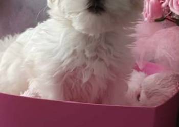 Maltańczyk ZHPR UCI