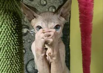 Sfinks Kanadyjski. Do odbioru koteczką. Rodowód.