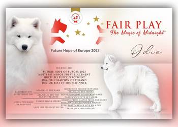 Samoyed FCI szczenięta gotowe do odbioru