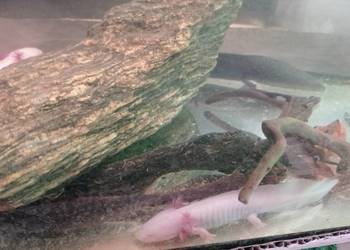 Aksolotl Abystoma Mexykańska Akselotl  Różne Kolory