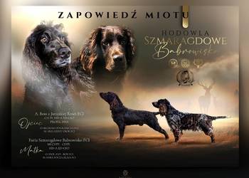 Płochacz niemiecki WACHTELHUND - zapowiedź miotu