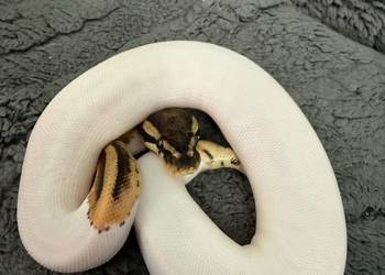 Węże w super odmianach Piebald