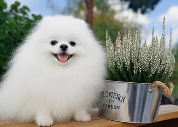 SZPIC MINIATUROWY POMERANIAN PIĘKNY PIES