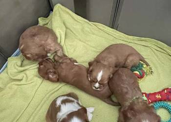 Cavusie szukają domku Płock