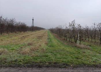 Syndyk sprzeda - Glinki