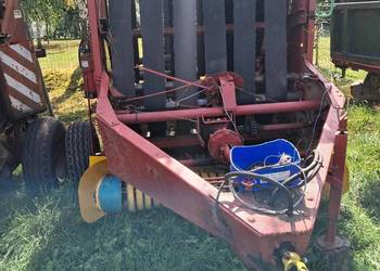 Sprzedam prase z 230