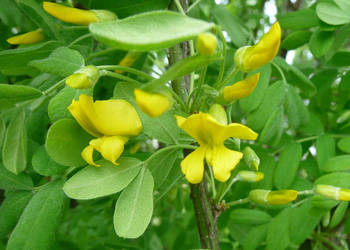 KARAGANA SYBERYJSKA Caragana arborescens - NASIONA 300 sztuk - 10g.