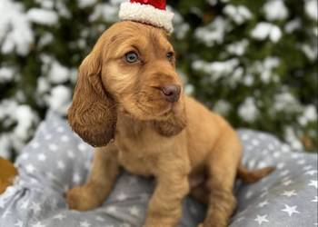 Jedyny taki! Śliczny piesek Cocker Spaniel Angielski czerwony nos, rodowód