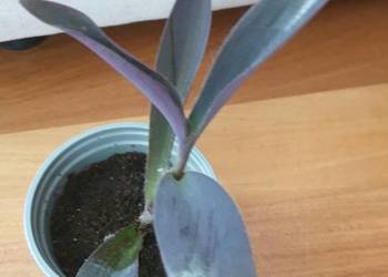 Setkrezja purpurowa,trzykrotka, wys. 26cm, nr 2