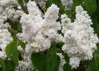 Sadzonka bez lilak biały