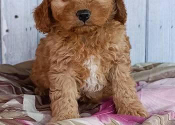 Cavapoo szczenięta